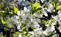 Nature floral background. Blooming Apple tree. White Apple blossoms on a branch close-up. Live wall of flowers in a spring garden Royalty Free Stock Photo