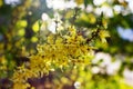 Nature floral background. Blooming forsythia. Yellow flowers of forsythia close-up. Spring background with yellow flowers tree Royalty Free Stock Photo