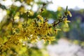 Nature floral background. Blooming forsythia. Yellow flowers of forsythia close-up. Spring background with yellow flowers tree Royalty Free Stock Photo