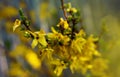 Nature floral background. Blooming forsythia. Yellow flowers of forsythia close-up. Spring background with yellow flowers tree Royalty Free Stock Photo