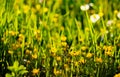 Nature floral background. The flower of the Buttercup acrid,long-term with the name of