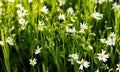 Nature floral background. Stellate white flowers. Forest plant stellate flowers in spring with small white flowers. White flowers