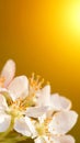 Nature floral Background of white blooming Apple tree closeup. Branch of Apple Flowers on blurred background, spring time. With Royalty Free Stock Photo