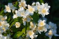 Nature floral background. White Jasmine flowers close-up. Blooming Jasmine Bush Royalty Free Stock Photo