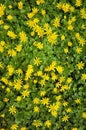 Nature floral background, Yellow marsh marigold Caltha palustris flowers