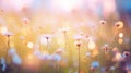 nature floral bokeh outdoor meadow
