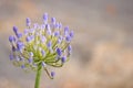 Nature Floral image blooming Purple lily of the Nile Agapanthus flowers light background with copy space