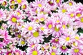 Nature flower background, Pink and purple daisy flowers blossoming in spring, top view, flat lay Royalty Free Stock Photo