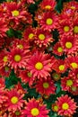 Nature flower background, Red daisy flowers blossoming in spring Royalty Free Stock Photo