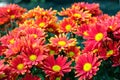 Nature flower background, Red daisy flowers blossoming in spring Royalty Free Stock Photo