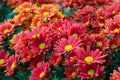 Nature flower background, Red daisy flowers blossoming in spring Royalty Free Stock Photo