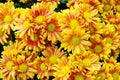 Nature flower background, Yellow and orange daisy flowers blossoming in spring, top view, flat lay Royalty Free Stock Photo