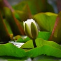 Nature - flower. Beautiful white water lily on the water surface. Colorful background Royalty Free Stock Photo