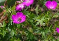 nature flower bee on a garden geranium flower