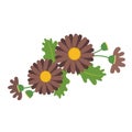 A Nature flower brown daisy