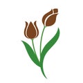 A Nature flower brown tulip