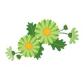A Nature flower green daisy