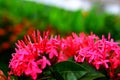 Beautiful pink flower closeup picture 4k Royalty Free Stock Photo