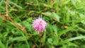 Nature Flower Mimosa Pudica