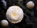 Nature and flower. Open camellia.