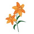 Nature flower orange tiger lily Royalty Free Stock Photo