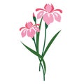 A Nature flower pink iris Royalty Free Stock Photo