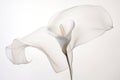 Nature flower plant flora calla wedding beauty white lily blossom Royalty Free Stock Photo