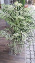  nature.flower plant.green colour .many leaves.pot plant