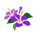 A Nature flower purple hibiscus