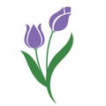 A Nature flower purple tulip