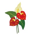 Nature flower red anthurium flamingo flower