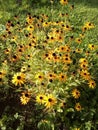Nature, flower yellow, autum, ranch,
