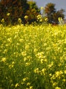 nature flower yellows farm sunlit