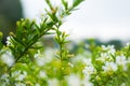 nature flowergarden morning grass flowerlandscape indonesia lembang