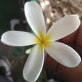 Nature - this flowers is champa ( plumeria)
