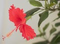 Nature flowers . Fresh hibiscus blossm from my plant Royalty Free Stock Photo