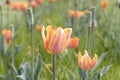 Nature. Flowers. Glade with orange delicate and beautiful spring bright tulips. Soft focus. Background, postcard.