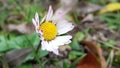 Nature Flowers montagnes Sunday nice