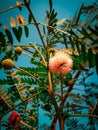 Nature flowers