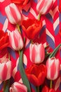 Nature flowers tulip bouquet spring floral colorful red blossom green beauty background Royalty Free Stock Photo