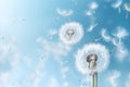 Summer seeds blowball macro sky nature fragility flower flying dandelion plant spring softness Royalty Free Stock Photo