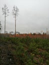 nature forest autumn Belarus landscspe Royalty Free Stock Photo