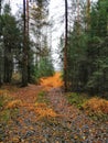 nature forest autumn landscspe spruse pine Royalty Free Stock Photo