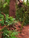 Nature, forest and autumn leaves of fern with growth, sustainable environment and tropical rainforest. Tree trunk Royalty Free Stock Photo