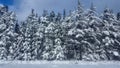 Winter Road Snow fir, Thunder Bay Canada Royalty Free Stock Photo