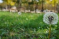 Dandelion flower Royalty Free Stock Photo