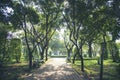 Nature forest green tree magic sunlight beam light in woodland. Beautiful rays of sunlight in tranquil green forest. Sumbeam Royalty Free Stock Photo