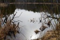 Nature of the forest and lake on the shore. Reflection of the forest and sky on the water surface. Beautiful landscape of the Royalty Free Stock Photo