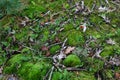 Nature forest macro - green moss, dry leaves, yang ferns and pine trees. Forest floor.