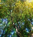 Nature. Forest. Many trees. Chestnut tree. Sunny day. Very, very many leaves. Branches.